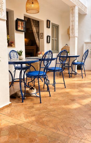 riad-dar-chadia-patio-bleu-chat